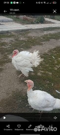 Мясо домашней индюшки