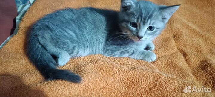 Котёнок в дар