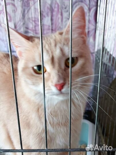 Кошки в добрые руки