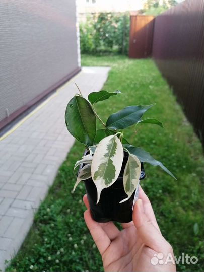 Фикус бенджамина (отростки)