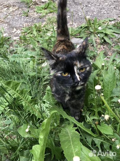 Кошка