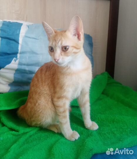 Рыжий котенок в добрые руки