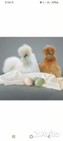 Яйца на инкубацию. Петухи