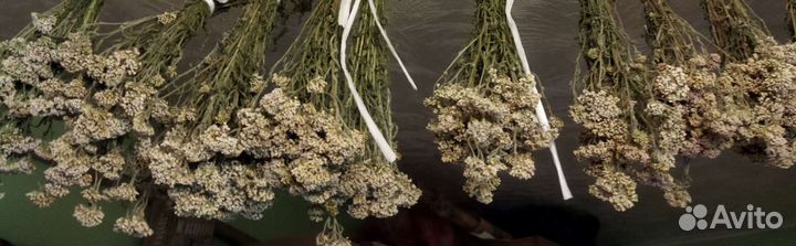 Веники травяные, душистые букеты для дома и бани