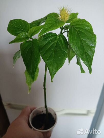 Пахистахис желтый