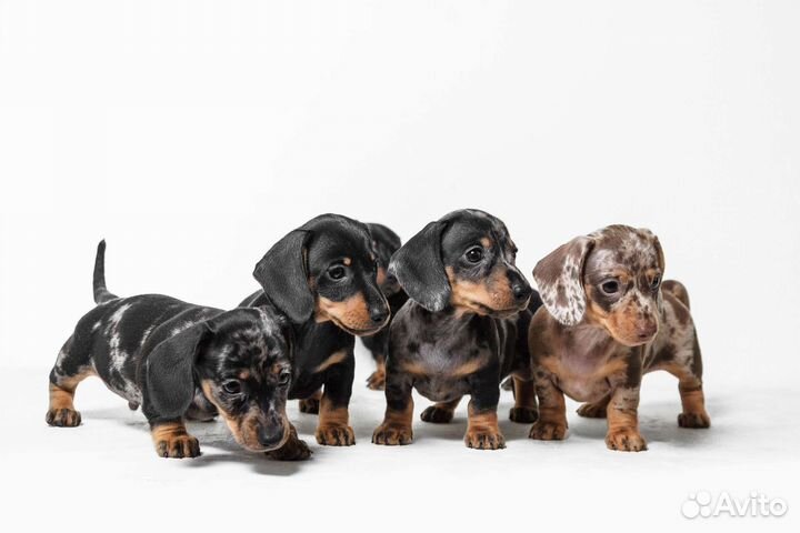 Собаки щенки таксы