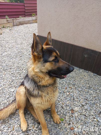 Вязка,немецкая овчарка кабель