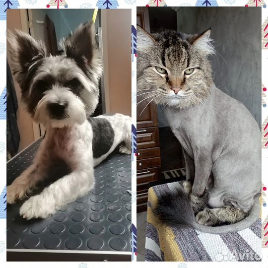 Груминг собак, кошек, кроликов