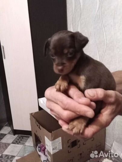 Щенки и собаки