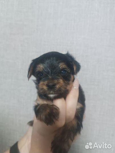 Йоркширский терьер