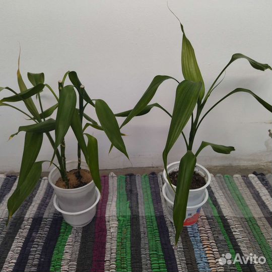 Драцена Сандера бамбук счастья