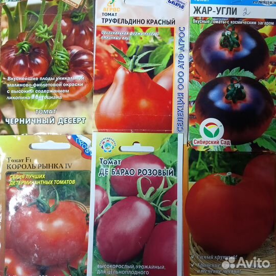 Рассада помидор