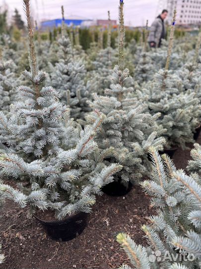 Ель голубая
