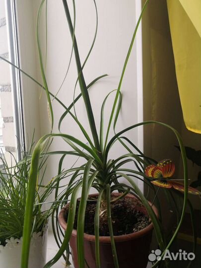 Бакарнея нолина