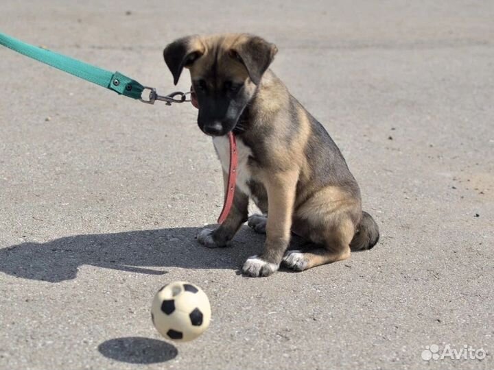 Малышка в приюте