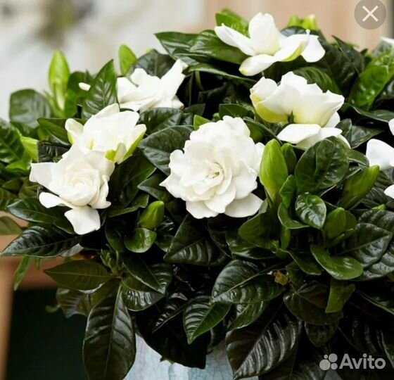 Красивоцветущие