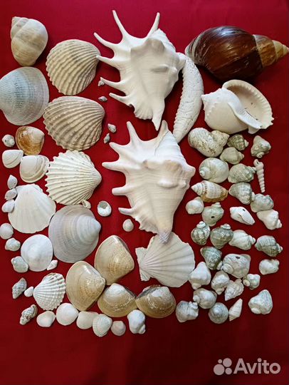 Ракушки для поделок