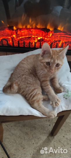 Кот курильский бобтейл