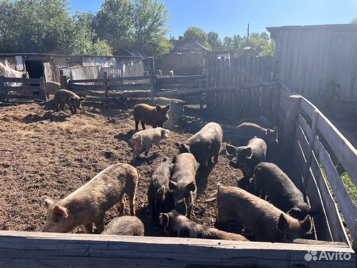 Продаю поросят