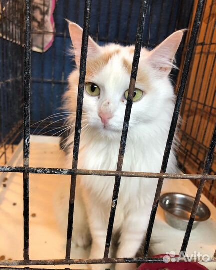 Турецкий ван Аманда в клетке