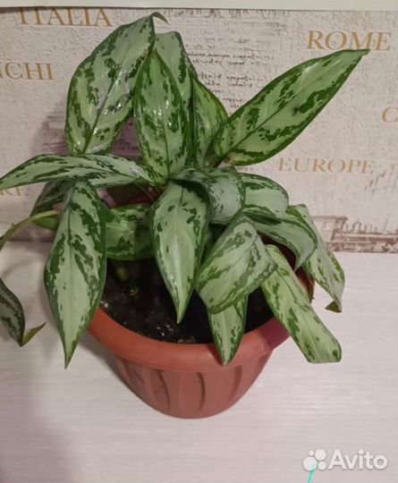 Аглаонема сильвер квин