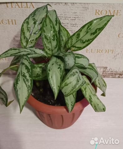 Аглаонема сильвер квин