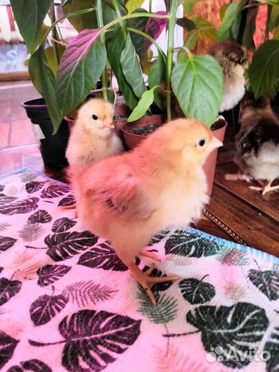 Инкубационное яйцо Кучинской Юбилейной