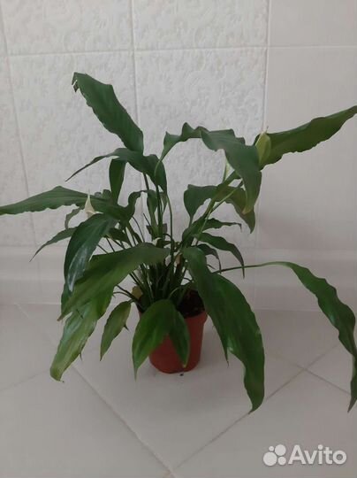 Спатифиллум