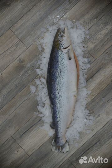 Красная рыба, сёмга, форель