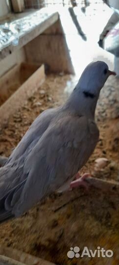 Голуби