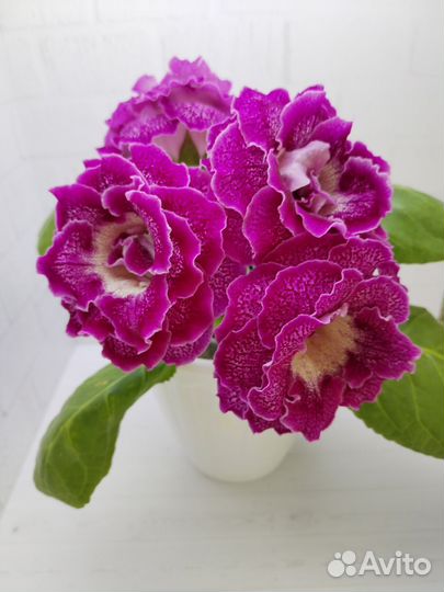 Укорененные листья глоксиний