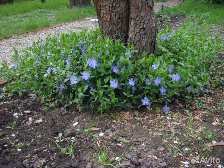 Барвинок. Многолетнее растение. Почвопокровник
