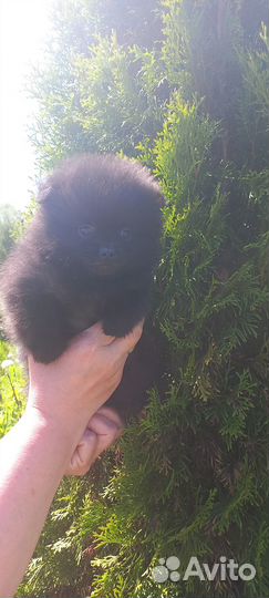 Щенки шпица