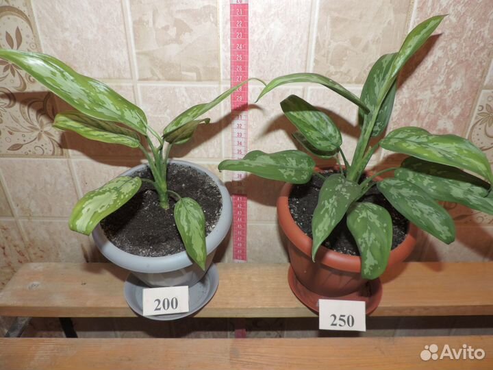 Продам цветы комнатные