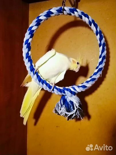 Попугай карелла птенцы