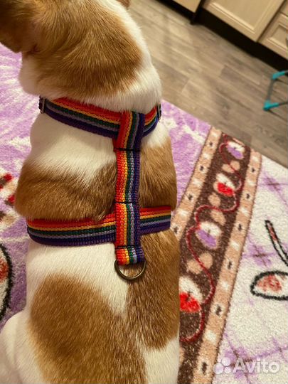 Амуниция для собак ручной работы