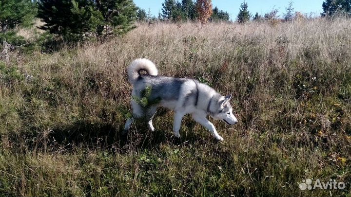 Сибирский хаски, кобель вязка