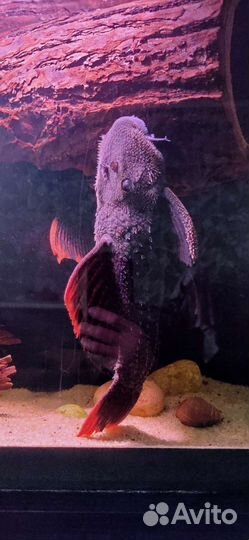 Номерные l-сомы, l-600