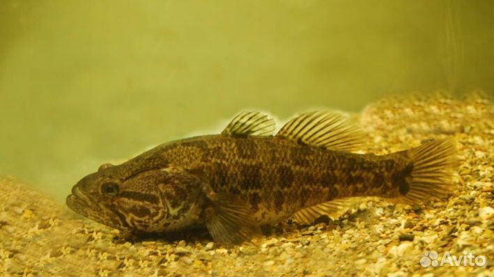 Живец карась ротан