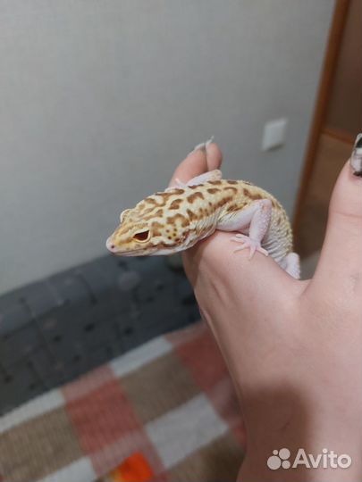 Эублефар с террариумом