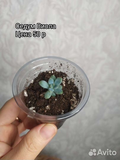 Суккуленты
