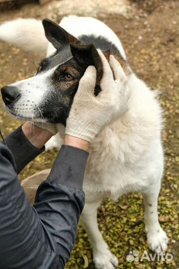 Собака в добрые руки