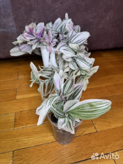 Традесканция альба