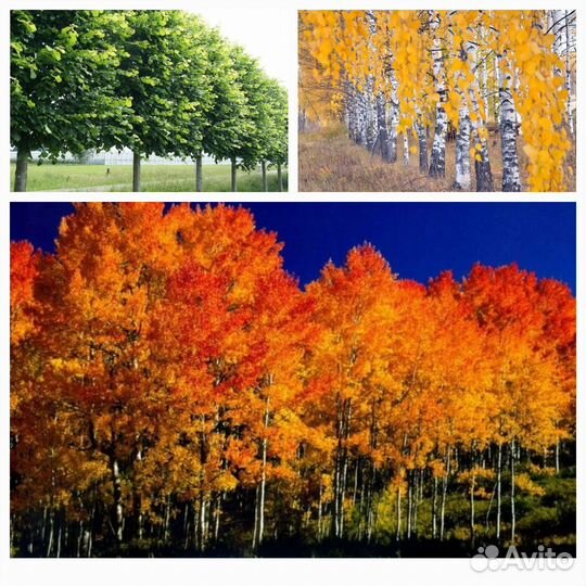 Деревья крупномеры