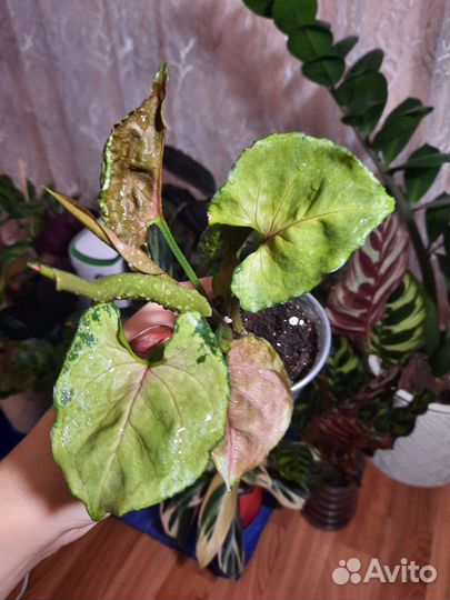 Сингониум клубничный лед бронь