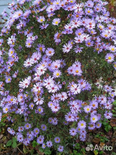 Садовые растения