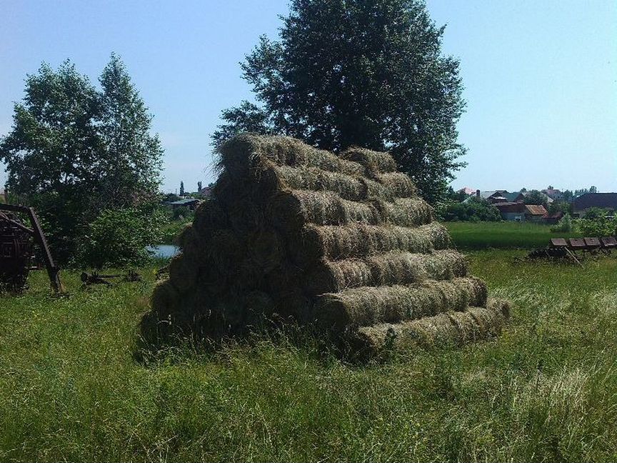 Сено козлятины, люцерна в травосмеси с луговым