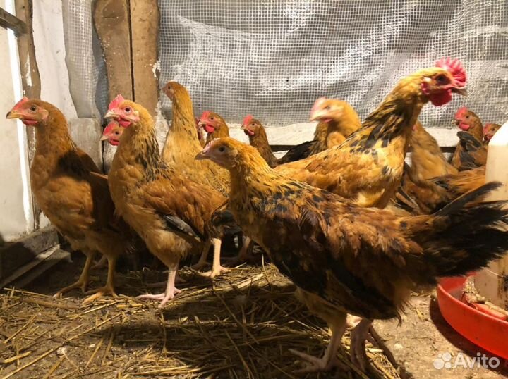 Куры кучинские юбилейные