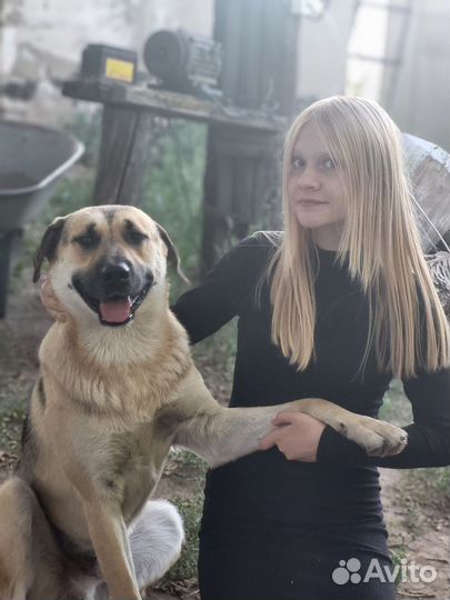 Собака в добрые руки отдам бесплатно