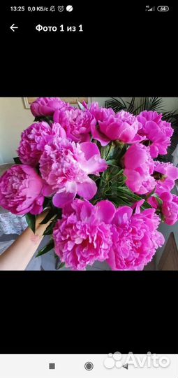 Пионы цветы